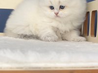 Pamuk Şeker Silver British Longhair 
