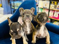 3 adet bulldog yavru