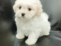 Orjinal Maltese Bebekler