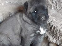 Kangal Yavrusu Sivas