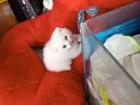 Scottish fold mavi gözlü ve odd eyes yavrular