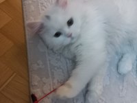 British longhair pamuk uysal kedicik