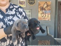 Cane Corso Yavrularımız