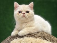 Safkan Blue Eyes Exotic