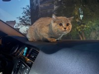ÜCRETSİZ SAHİPLENDİRİLECEK KEDİMİZ