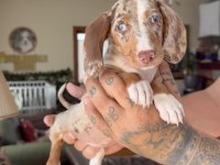 Mavi Göz Chocolate Merle Dapple Özel Köpeğimiz Garantili