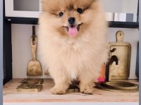 Pomeranian 4 aylık erkek yavru