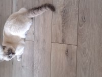 Blue point british shorthair
