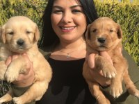 Baby face golden retriever yavrularım