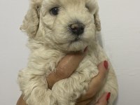 Irk garantili orjinal tam toy poodle erkek