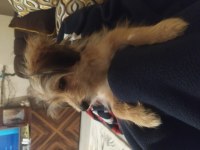 4 aylık terrier