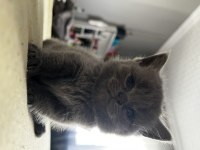 Saf Kan British Shorthair Yavruları