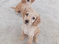 İngiliz cocker 3 dişi yavru