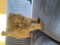 Kızımıza yuva arıyoruz british shorthair