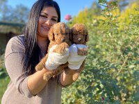 Safkan toy poodle köpeklerim