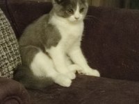 Dişi bi color scottish fold ve dişi British Shortair