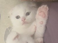 Scottish fold kedimiz