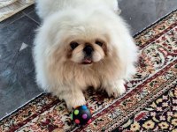 Safkan pekinez köpekler