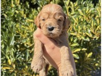 Ailenizin Yeni Dostu Maltipoo Yavrular