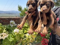 Üst kalite king doberman yavrular