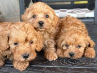 MALTİPOO ŞEKER Mİ ŞEKERLER