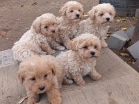 Teacup maltipoo yavrularımız
