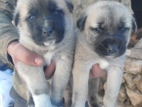 Sivas merkezden anne sütünden kesilmiş kangal yavrular