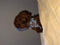 1 yaşında tam bir evcimen küçük poodle kafimizi