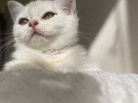 SLİVER YAVRU KEDİMİZ