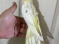 60 günlük kusursuz lutino bebek sultan papağanı