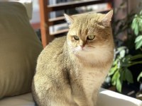 British Shorthair Golden British Shorthair