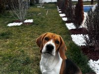 Safkan beagle