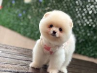 Pomeranian bebekler
