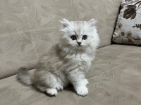 Telime hazır silver erkek british longhair yavrumuz