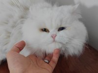British Longhair Kedisi