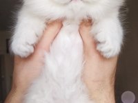 Full secereli british longhair As1133