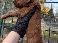 Red brown maltipoo yavrum