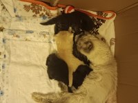 Çikolata Ve Karamel Persian