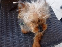 Sahiplendirilecek yorkshire terrier