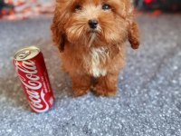 Maltipoo Yavrumuz