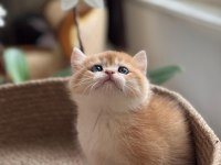 Teslime hazır golden british shorthair