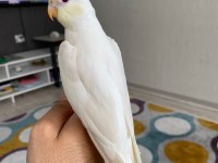 He will be albino sultan papağanlar