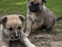 Akita Yavruları