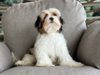 Yurtdışından SCR’li anne babadan Morkie Yavrumuz