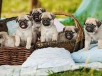 Irk Ve Sağlık Garantili Pug Köpekler