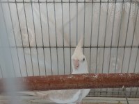 1 yaşında takım vf albino yavru veren sultan papağanı