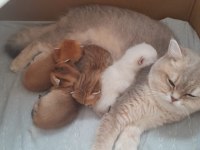 Golden ve beyaz british shorthair bebekler