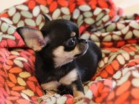 Chihuahua bebekler
