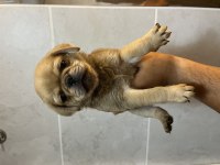 PUG MOPS ÖZEL RENK YAVRULAR