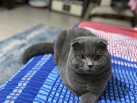 Baskın yetişkin erkek scottish fold